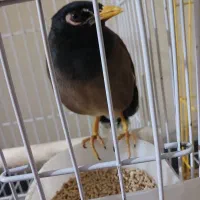 مرغ مینا گم شده