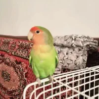 کوتوله برزیلی نر آروم