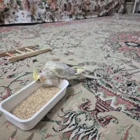 جوجه عروس هلندی مرواریدی