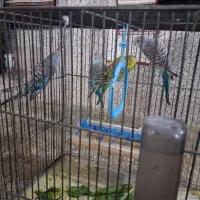 چند عدد جوجه مرغ عشق|پرنده|تهران, مجیدآباد|دیوار