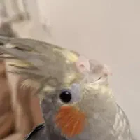 عروس هلندی سینامون ماده خال دار|پرنده|تاکستان, |دیوار