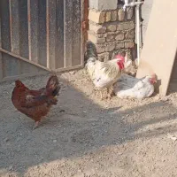 مرغ و خروس|حیوانات مزرعه|کرج, شهرک سهرابیه|دیوار