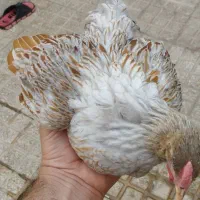 مرغ ویاندوت اورجینال