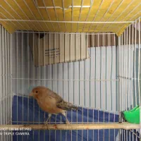 سه عدد قناری نزدیک به مست خون