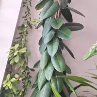 فروش گل وگیاه