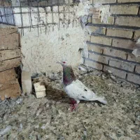 کوهی نر