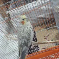 عروس هلندی مولد