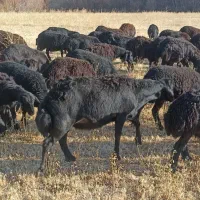 بره ماده|حیوانات مزرعه|شاهین دژ, |دیوار