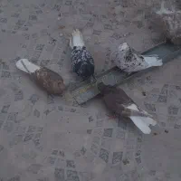 کبوتر دم سفید