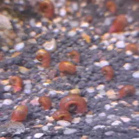 حلزون رامشورن تمیز کننده