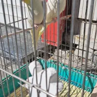 فروش یک جفت عروس هلندی کینگ سایز