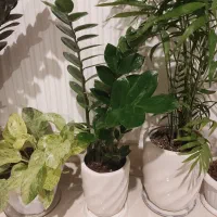 زاموفیلیا بلک وسبز|گل و گیاه طبیعی|ارومیه, |دیوار