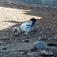 فروش جوجه مرغ امپراطور