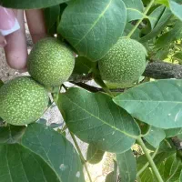 انواع نهال گردو