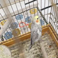 عروس هلندی|پرنده|تاکستان, |دیوار