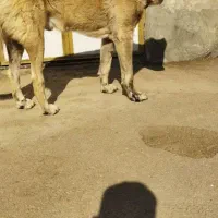 سگ‌طوفان‌پله‌مراغه