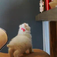 گربه هیمالین بریتیش