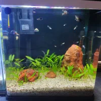 آکواریوم حرفه‌ای با گیاه طبیعی و تجهیزات کامل