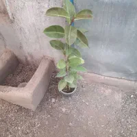 انواع فیلتوس از۱۸۰تا۲۷۰|گل و گیاه طبیعی|تربت جام, تیپ ۳۸ زرهی تربت جام|دیوار