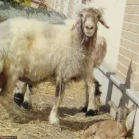 قصابی گوسفند زنده