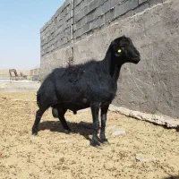 قوچ قزل افشار اصل (توافقی)