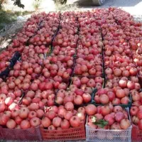 فروش عمده انار