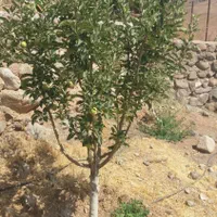 کلیه خدمات باغبانی