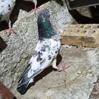 کفترپاکستانی پرشی