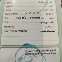 فروش سگ خانگی شناسنامه دار واکسینه خورده|سگ|زابل, |دیوار