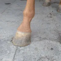 نعلبندی اسب و قیار