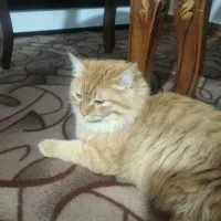 گربه میکس اسکاتیش وپرشین