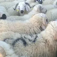 گوسفند زنده فروشی
