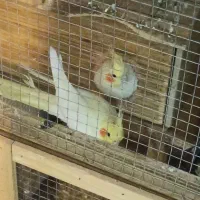 عروس هلندی لوتینو