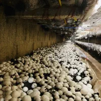 نیازمند نیروی کار ساده در کارخانه قارچ