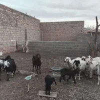 فروش فوری بز و گوسفند|حیوانات مزرعه|هیرمند, |دیوار