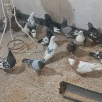 کبوتررنگی|پرنده|خرمشهر, |دیوار