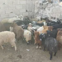 کره محلی  همه نر