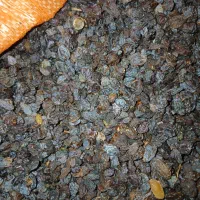 کشمش آفتابی پاک شده تمیز