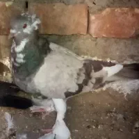 کفتر