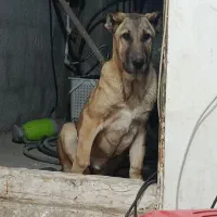 توله سگ سرابی اصیل