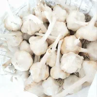 سیر  و نخود تازه،درشت و درجه یک