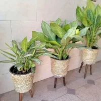 پایه گلدان حصیری لوکس مناسب دکور مدرن و سنتی|گل و گیاه طبیعی|همدان, |دیوار