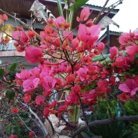 چمستان ویلا رهن اجاره ۱۸۰بنا ۳۰۰زمین|اجارهٔ خانه و ویلا|چمستان, |دیوار