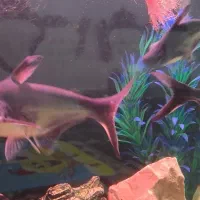 معاوضه ماهی پنگوسی