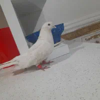 کبوتر سفید مشهدی|پرنده|اهواز, منبع اب|دیوار