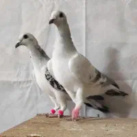 اردن خالص|پرنده|سربیشه, |دیوار