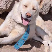 سگ هاسکی مالاموت سفید نر