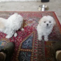 سگ میکس شیتزو پودل