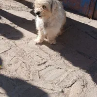 سگ پاکوتاه|سگ|ابهر, |دیوار