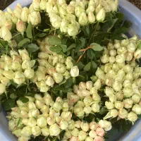 رز سفید شاخه ای